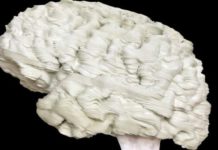 머릿속을 꺼내 보는 방법, MRI를 활용한 3D 프린팅 뇌